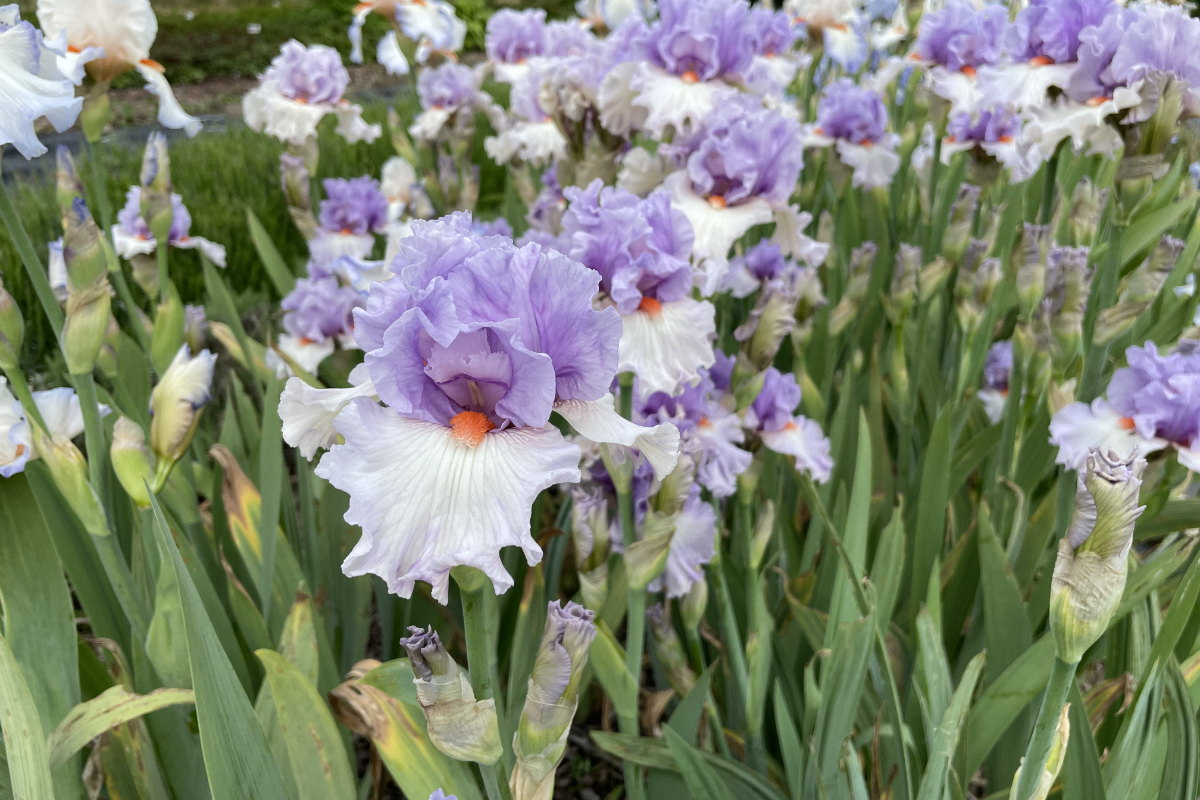 Iris barbata-elatior 'Belgian Princess'