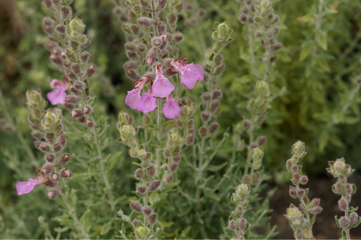 Teucrium marum - Katzengamander