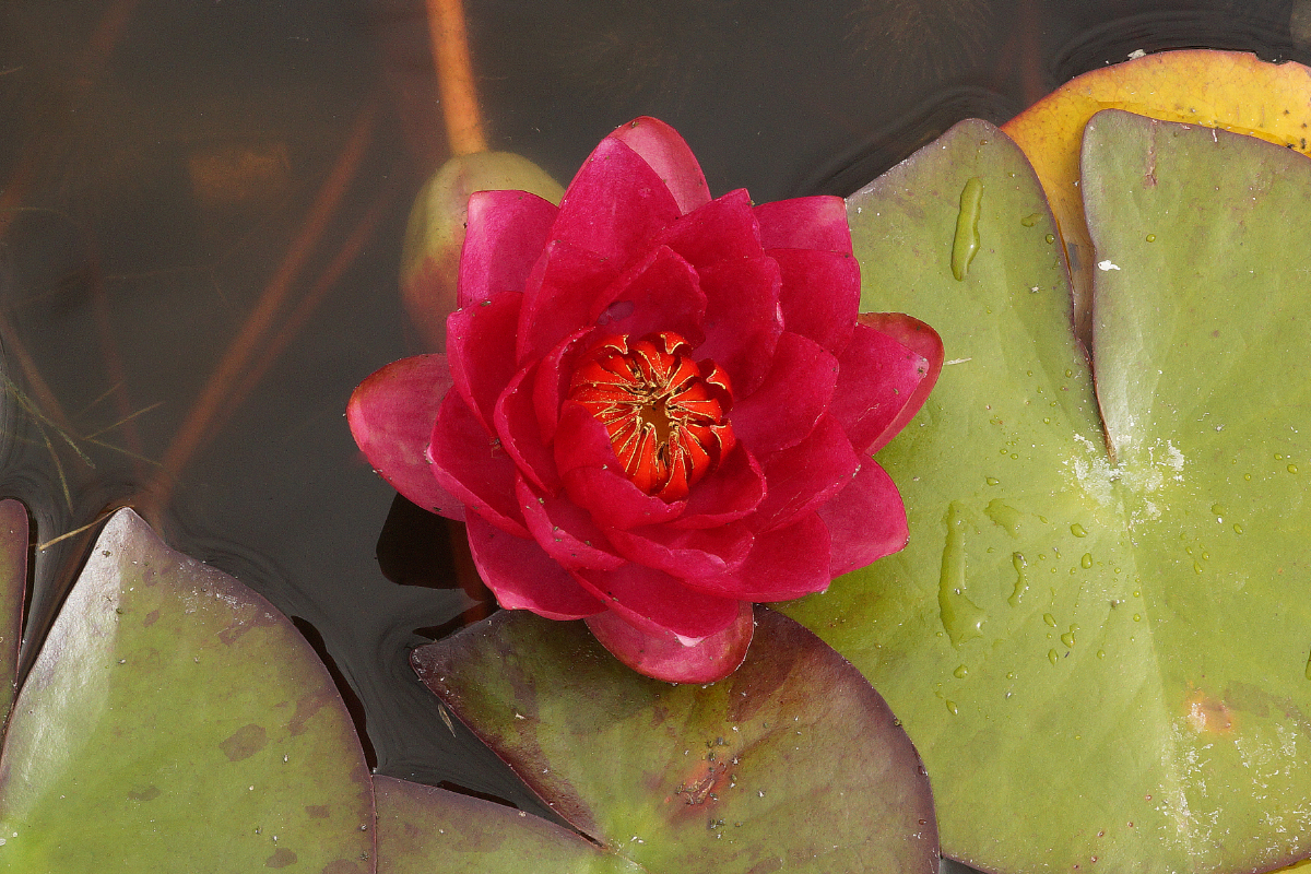 Nymphaea Hybride 'James Brydon'