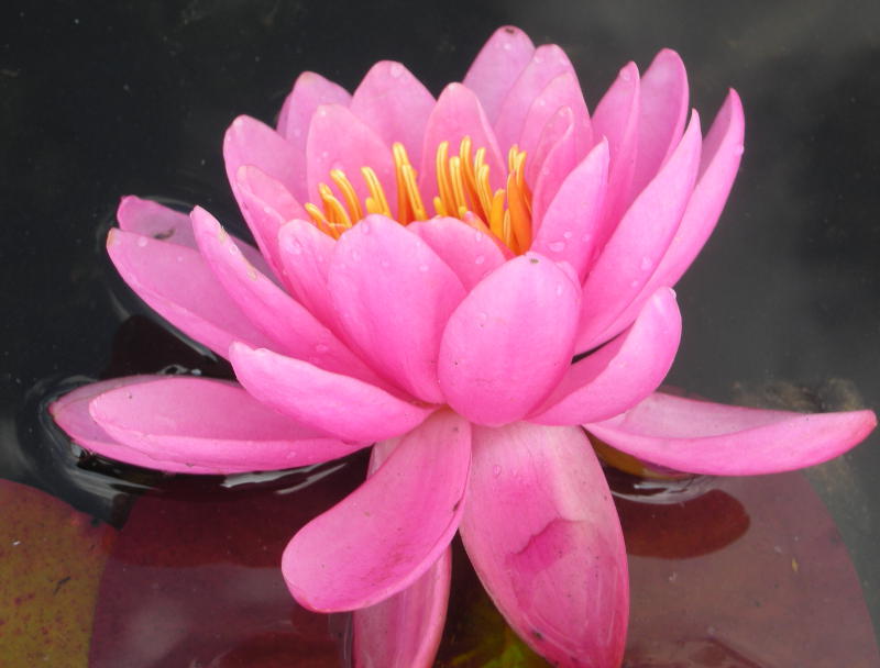 Nymphaea Hybride 'Tamina'