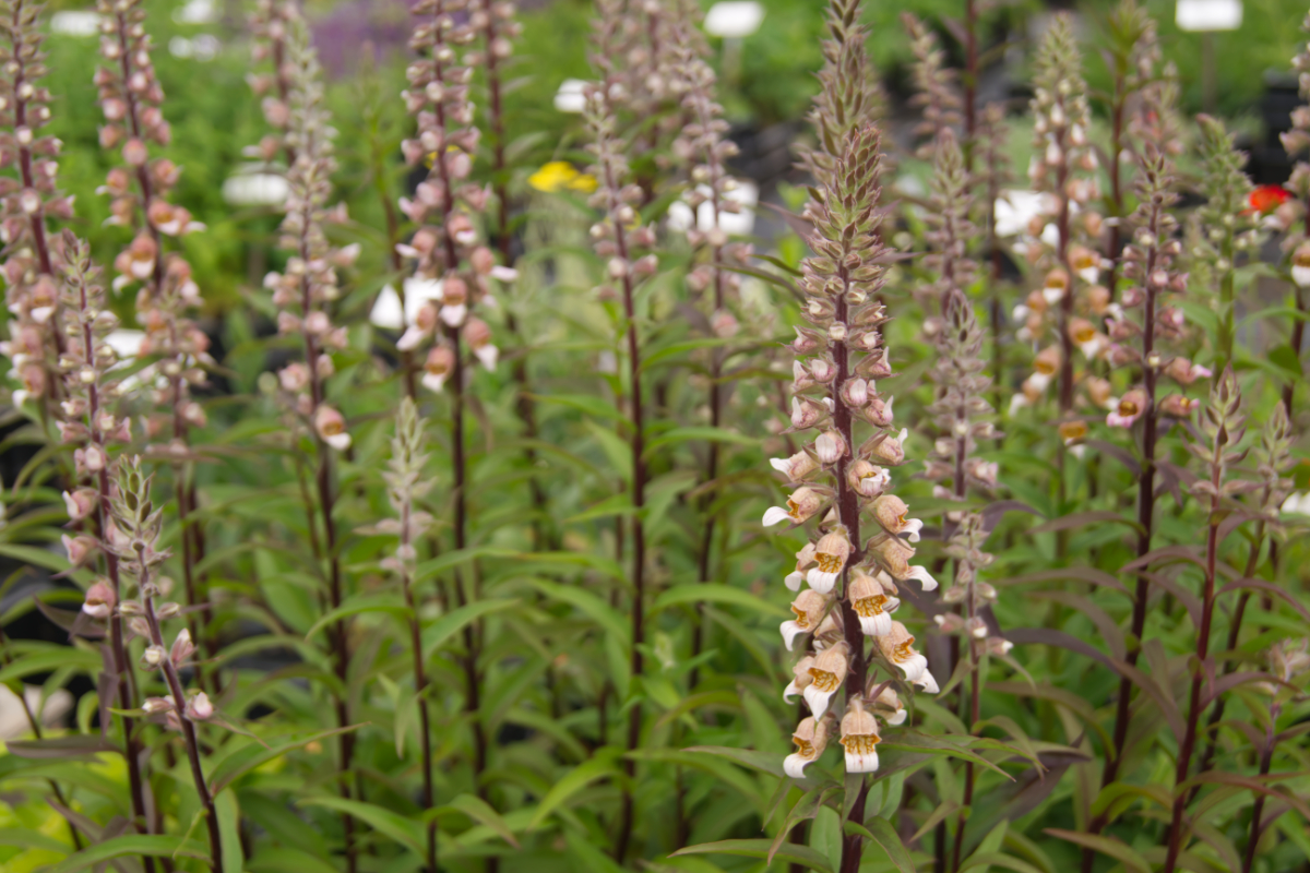 Digitalis lanata - Wolliger Fingerhut