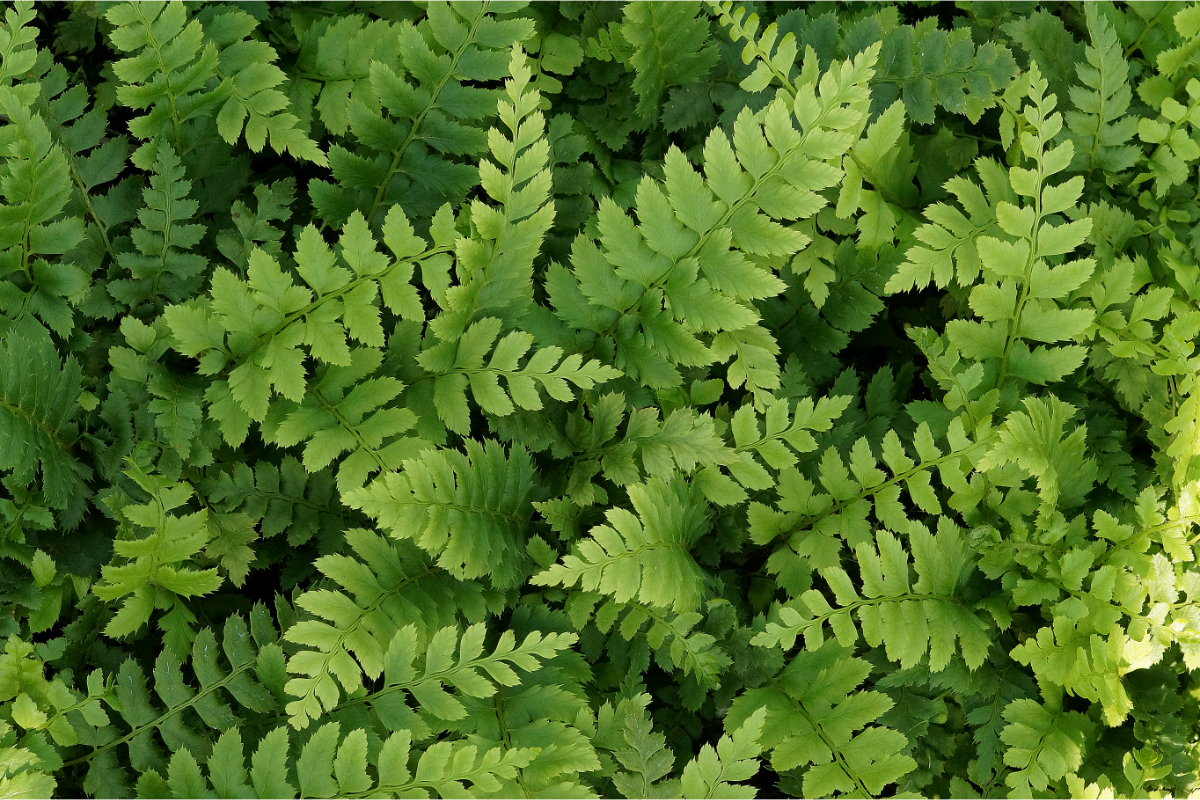 Polystichum aculeatum gen. - Glanzschildfarn