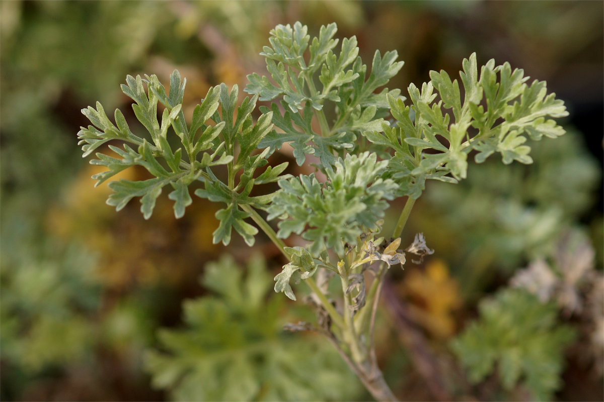 Artemisia absinthium - Echter Wermut
