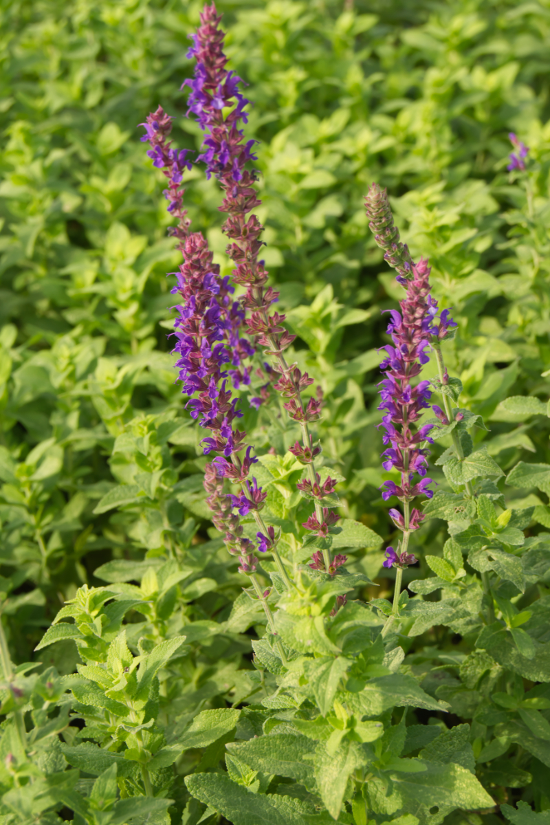 Salvia nemorosa 'Tänzerin'