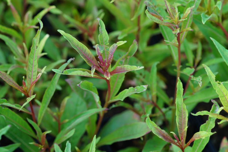 Epilobium angustifolium
