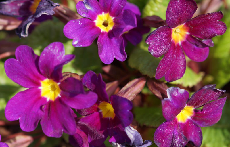 Primula x pruhoniciana 'Wanda'