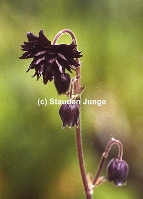 Aquilegia vulgaris plena 'Black Barlow' - Akelei