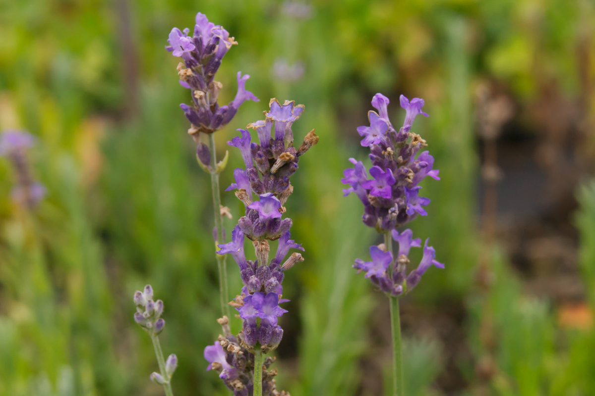 Lavandula angustifolia (officinalis) - Echter Lavendel