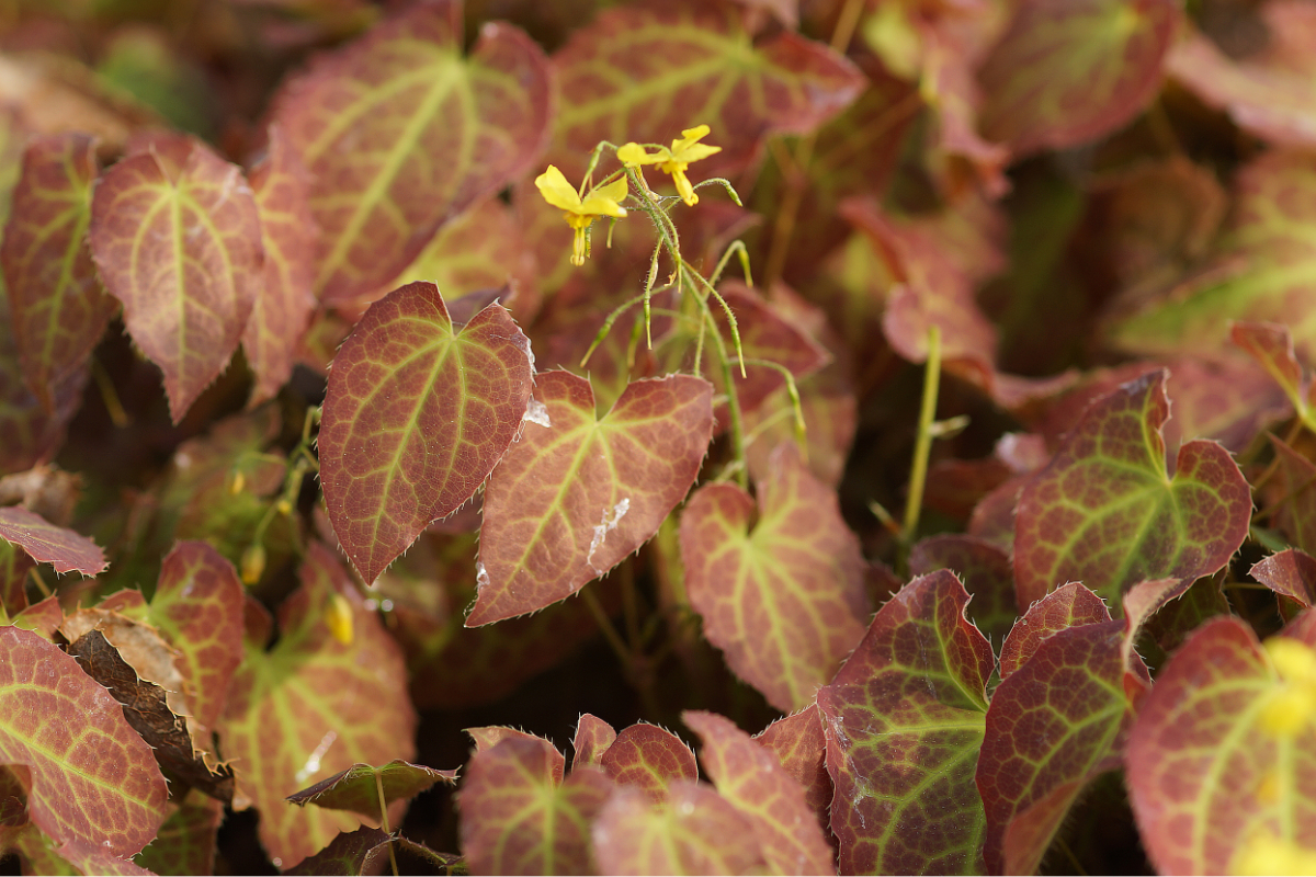 Epimedium x perralchicum 'Nachfolger' - Elfenblume