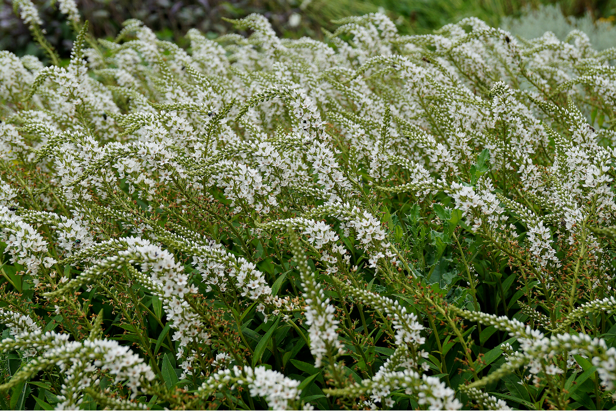 Lysimachia clethroides 'Snowcandle'