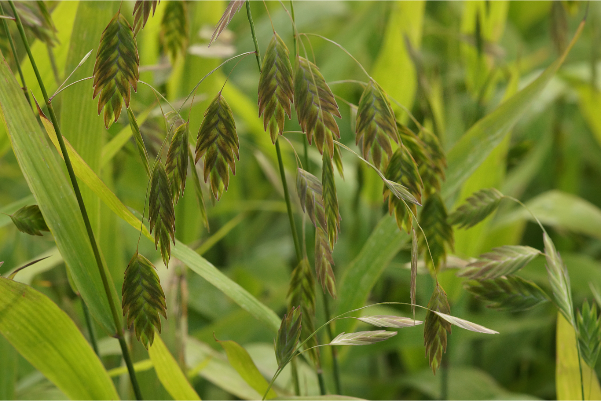 Chasmanthium (Uniola) latifolium