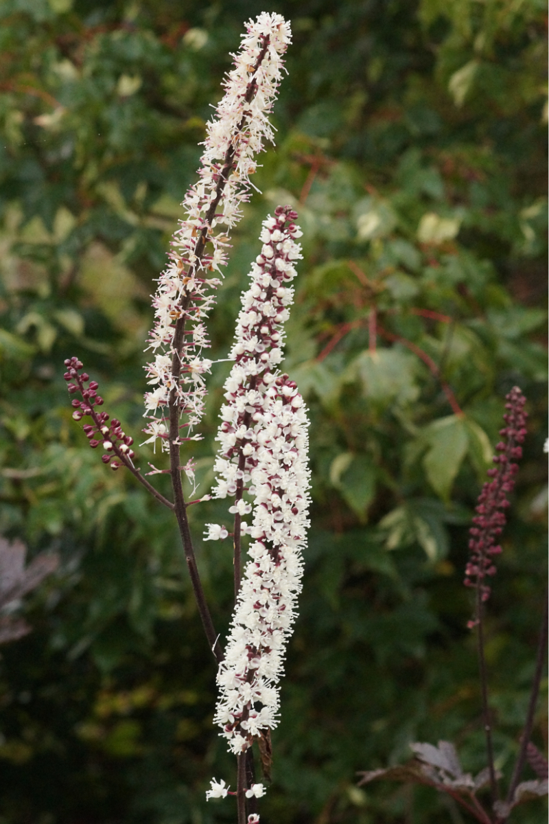 Cimicifuga (Actaea) simplex 'Brunette'