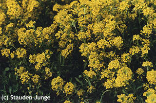 Alyssum montanum 'Berggold'