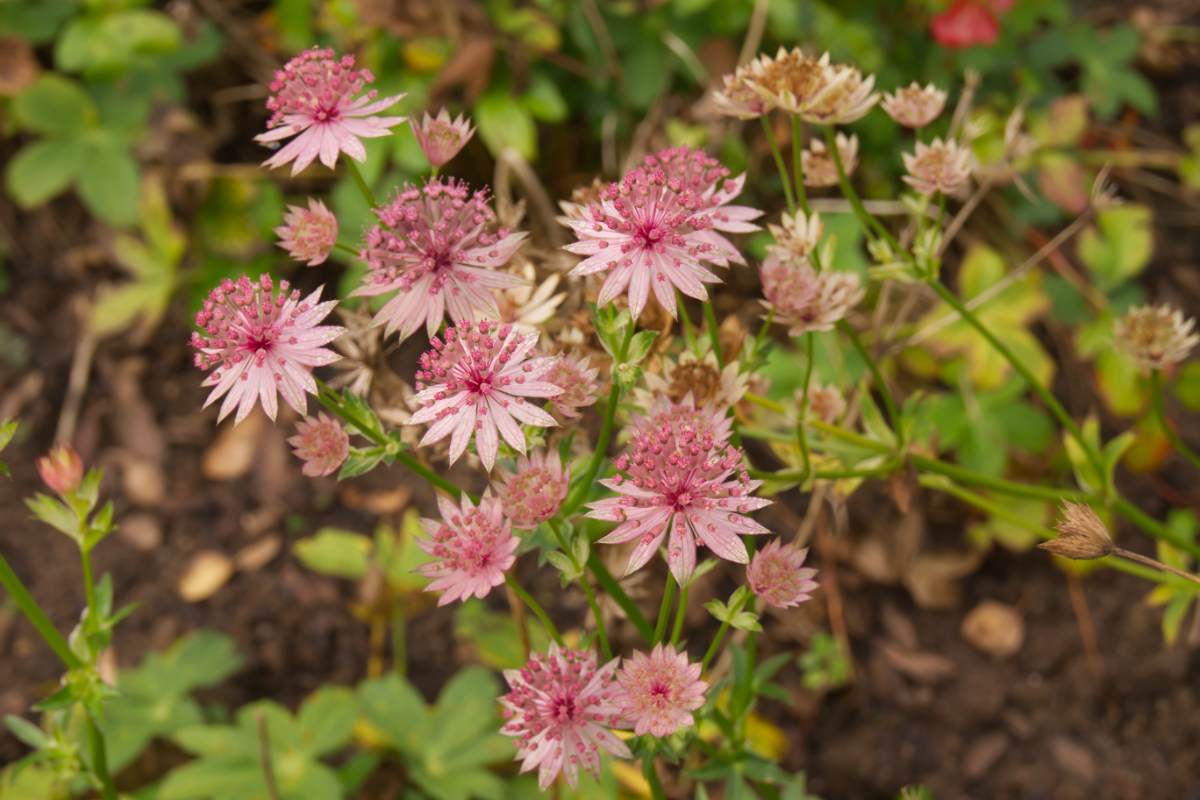 Astrantia major 'Roma' (R)