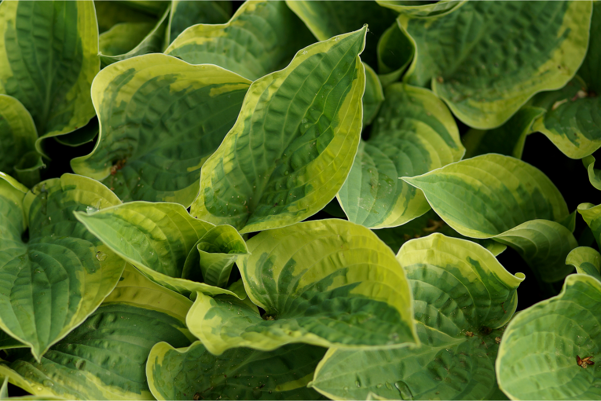 Hosta Hybride 'Wide Brim' - Funkie, Herzblattlilie