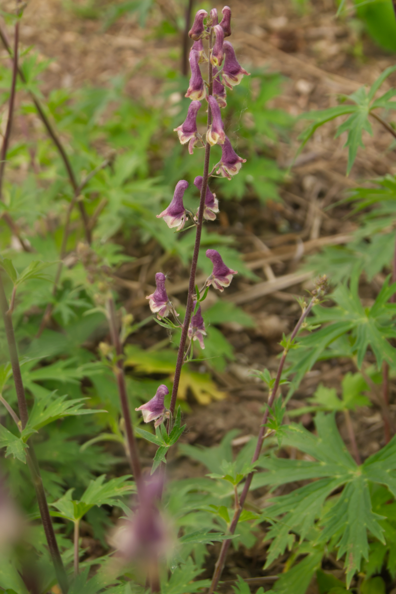 Aconitum 'Purple Sparrow'