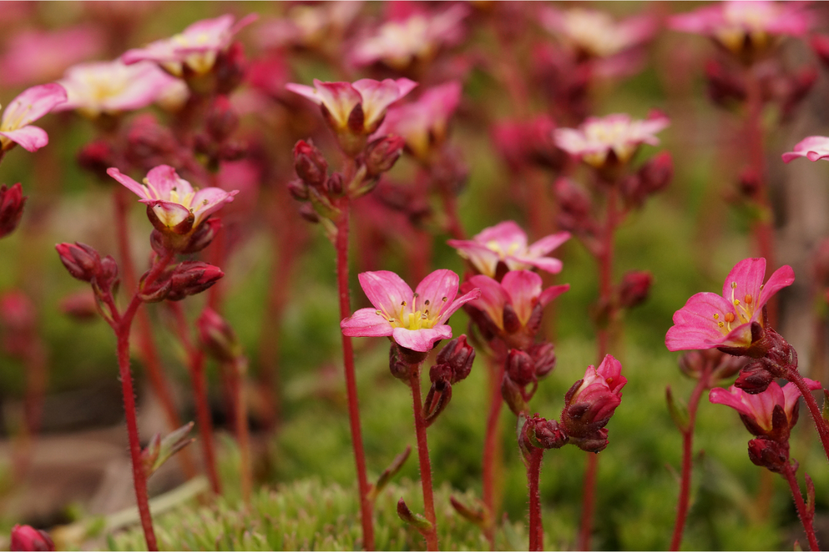 Saxifraga Arendsii-Hybr. 'Pixie' - Moossteinbrech