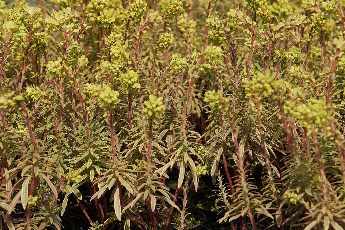 Euphorbia x martinii 'Ascot Rainbow'