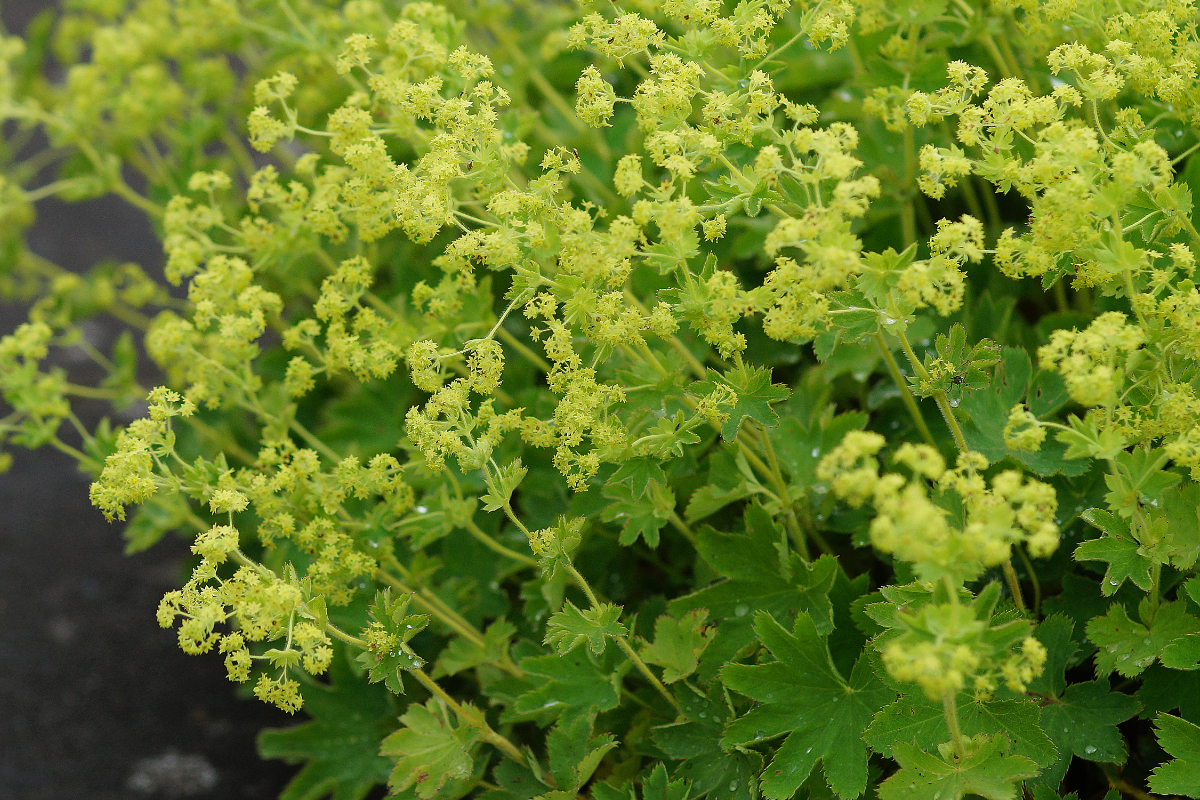 Alchemilla sericata 'Gold Strike'