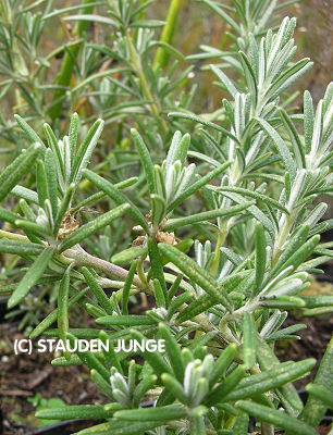 Rosmarinus officinalis 'Arp'