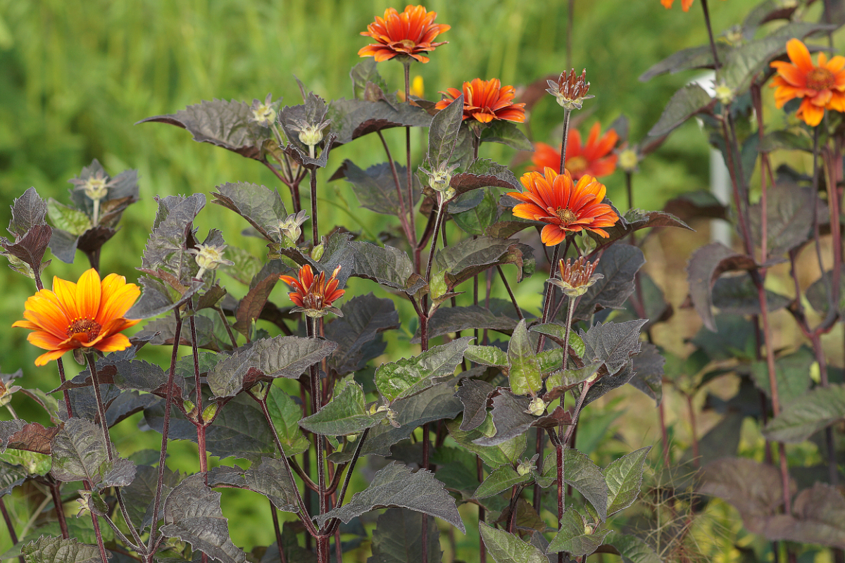 Heliopsis scabra 'Bleeding Hearts'