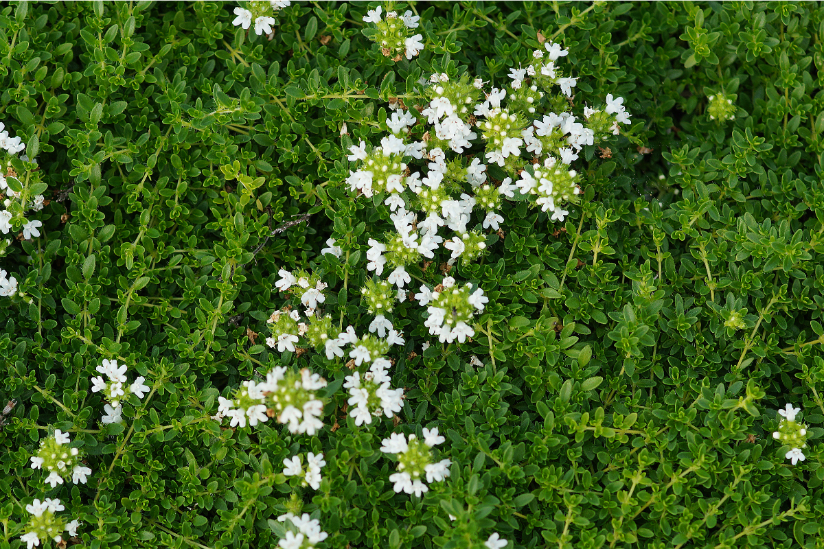 Thymus serpyllum 'Albus'