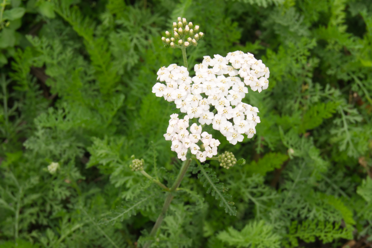 Achillea millefolium 'White Beauty'