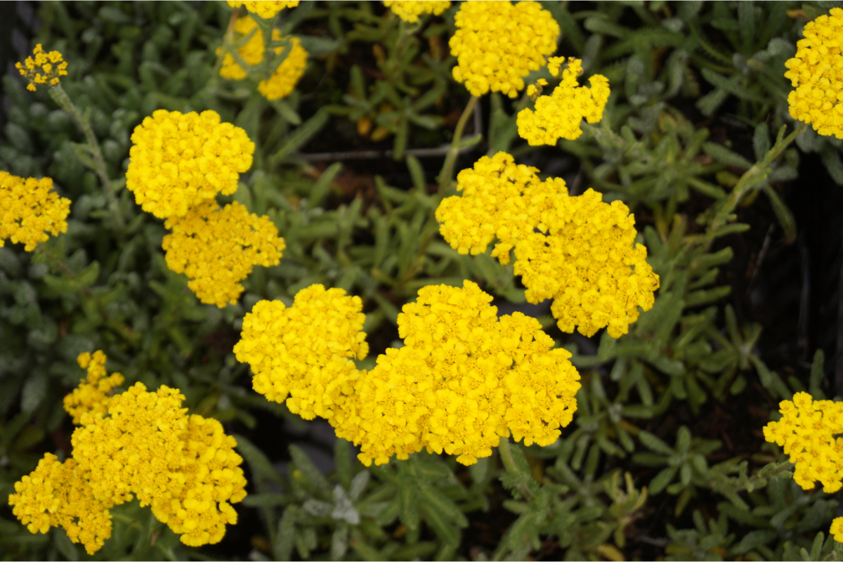 Achillea tomentosa