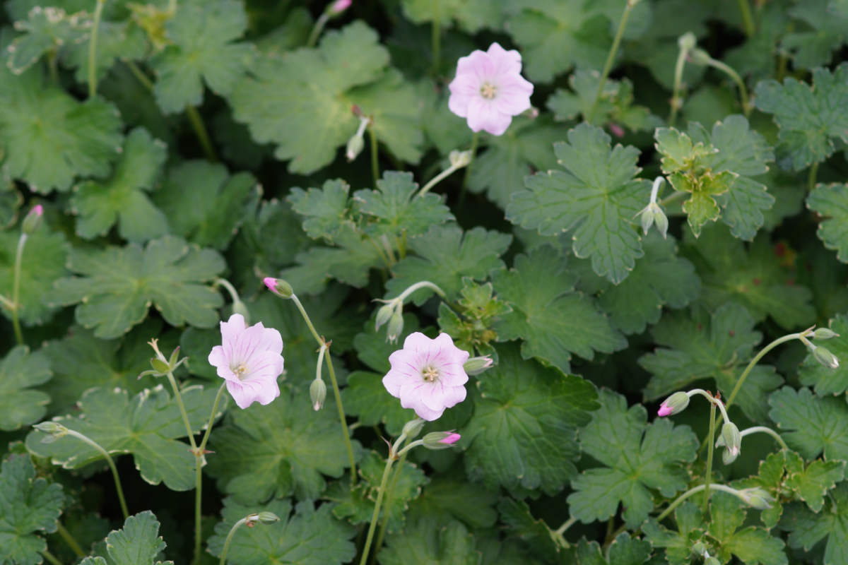 Geranium Hybride 'Dreamland' (R)