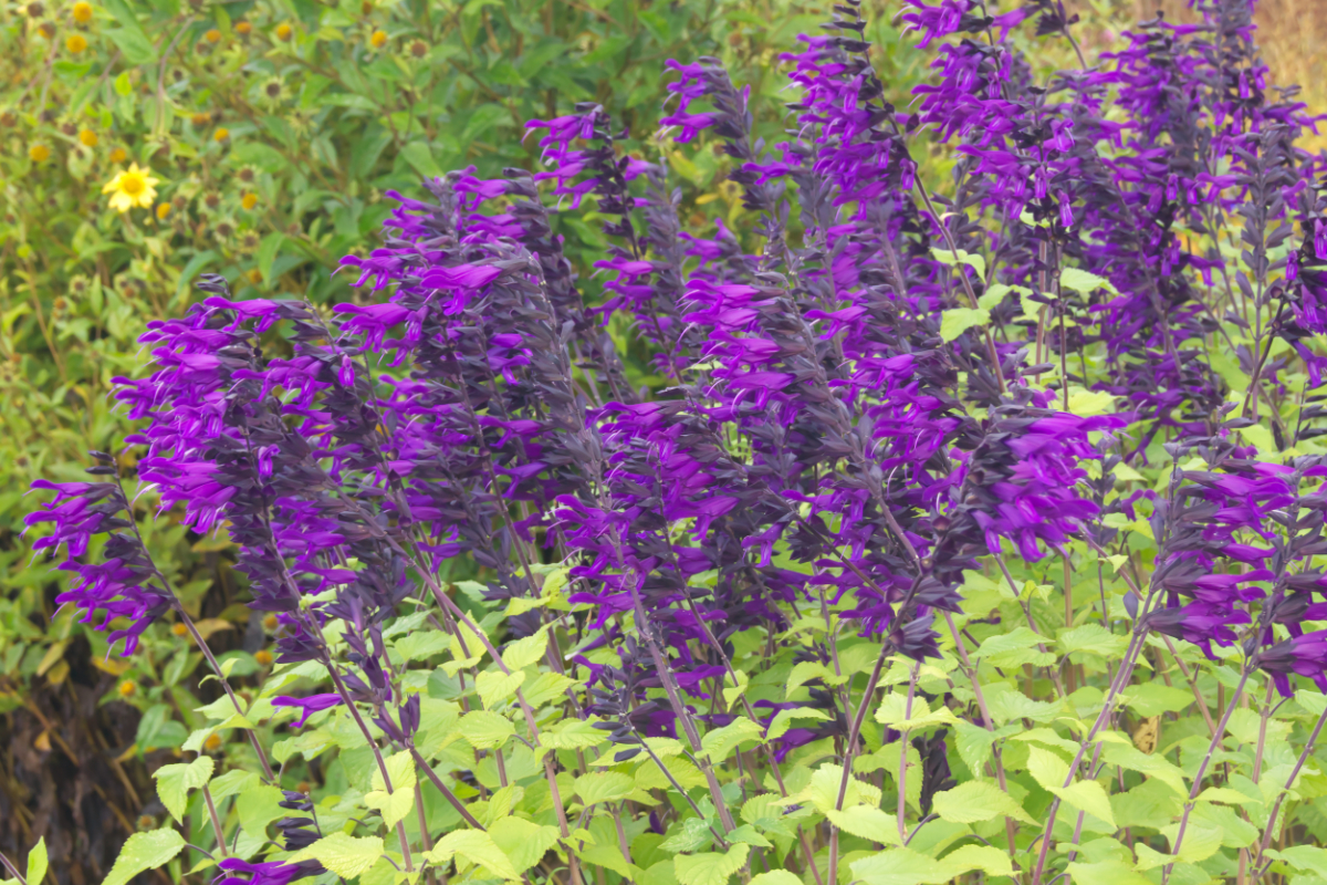 Salvia 'Amistad'