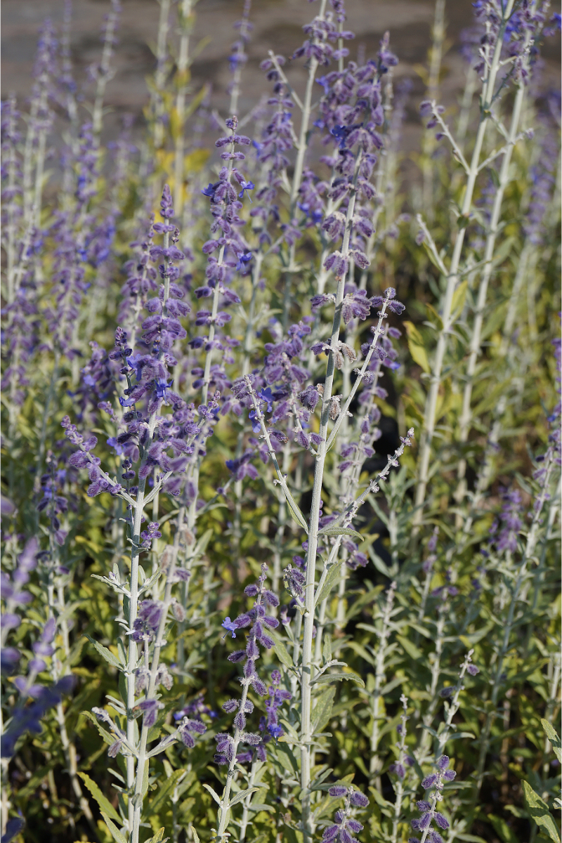Perovskia abrotanoides 'Little Spire'