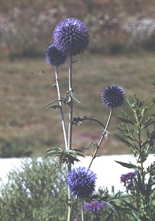 Echinops banaticus 'Blue Glow' - Kugeldistel