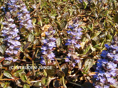 Ajuga reptans 'Braunherz' - Günsel