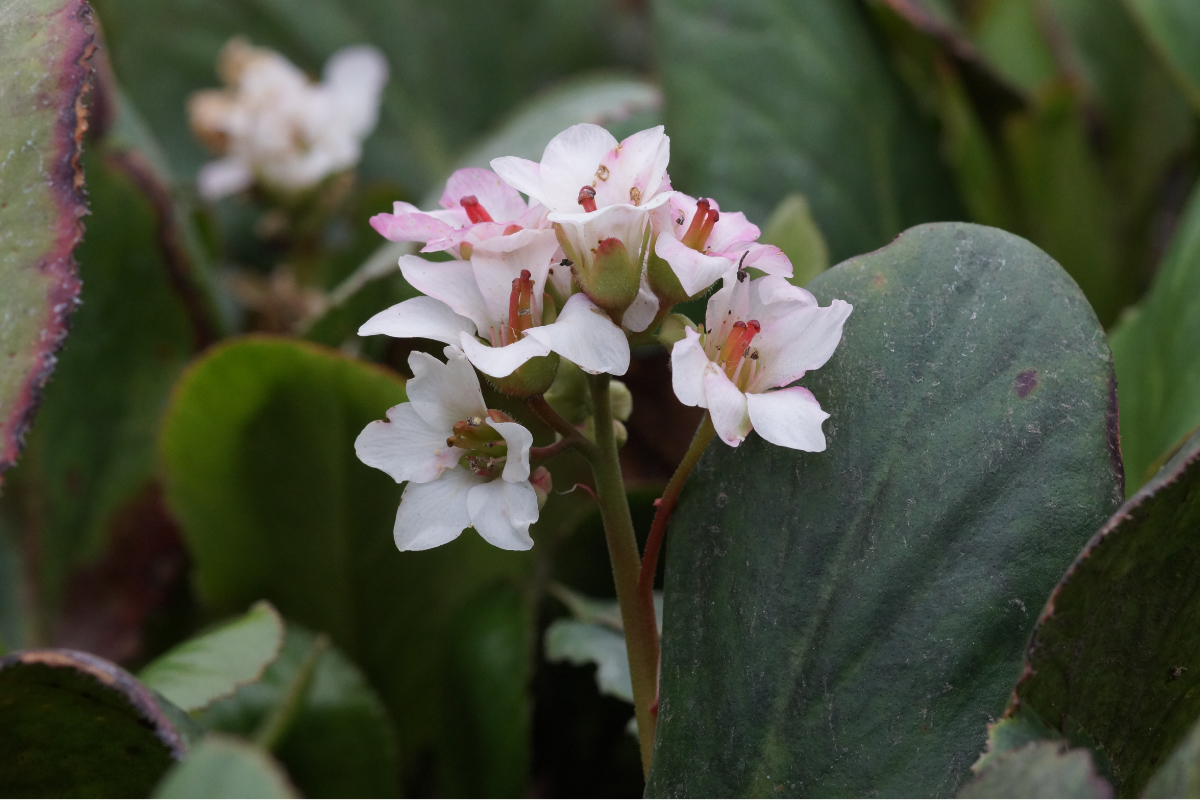 Bergenia Hybride 'Bressingham White' - Bergenie