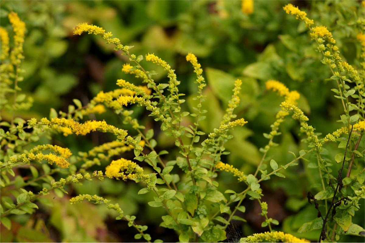 Solidago sphacelata 'Golden Fleece' - Goldrute