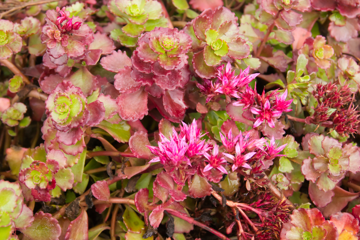 Sedum spurium 'Fuldaglut'
