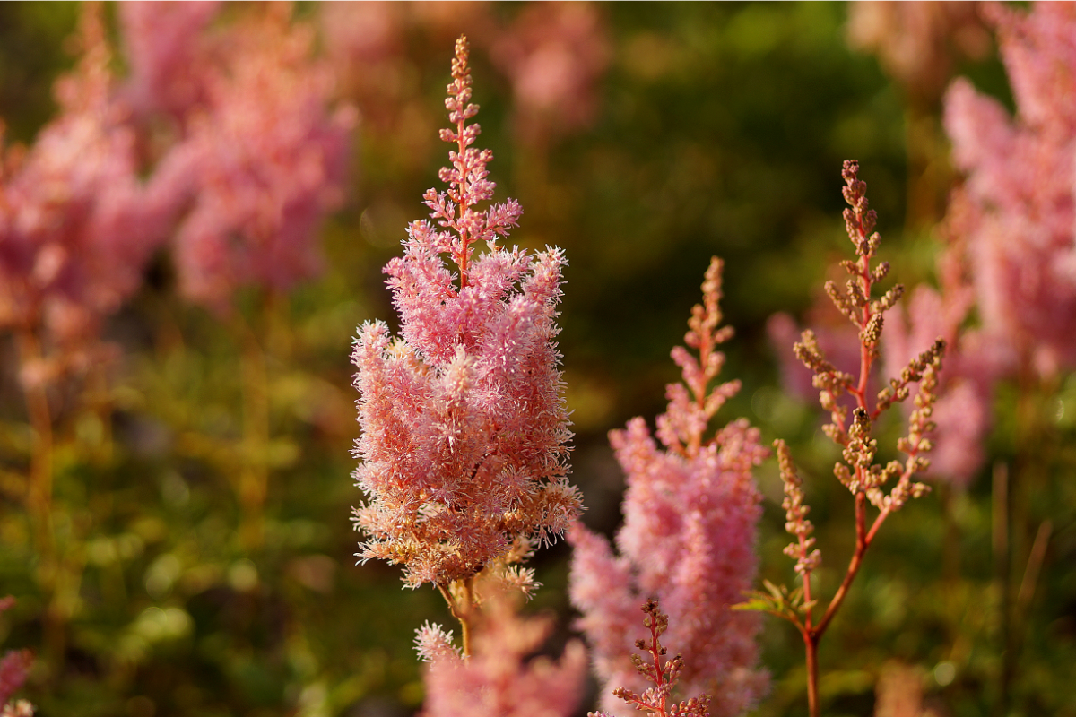 Astilbe Arendsii-Hybr. 'Cattleya'