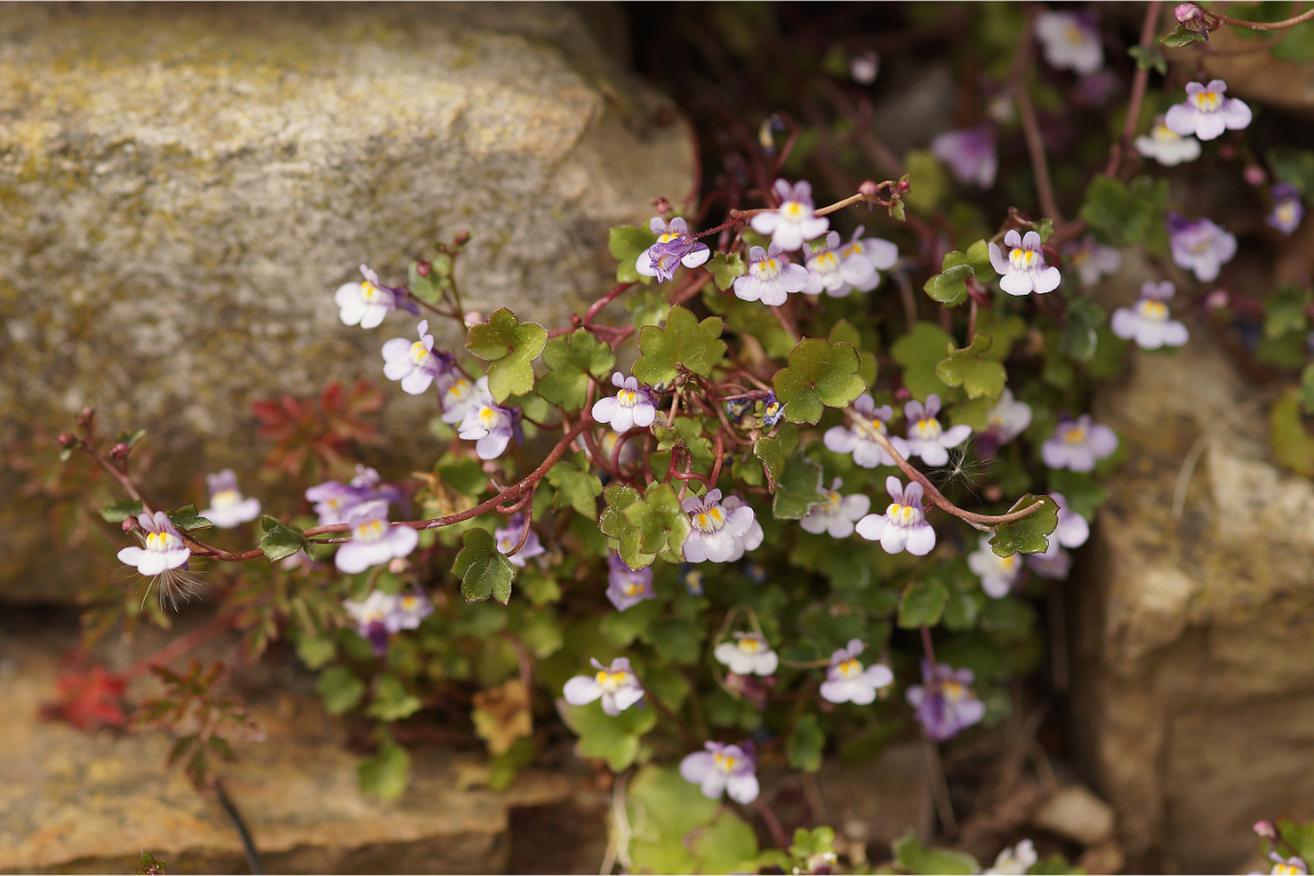 Cymbalaria (Linaria) muralis - Mauer-Zimbelkraut