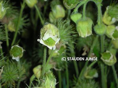 Geum rivale 'Album'