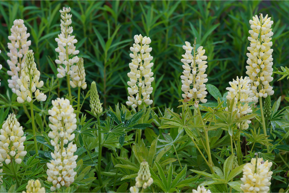 Lupinus Polyphyllus-Hybr. 'Kronleuchter' - Lupine