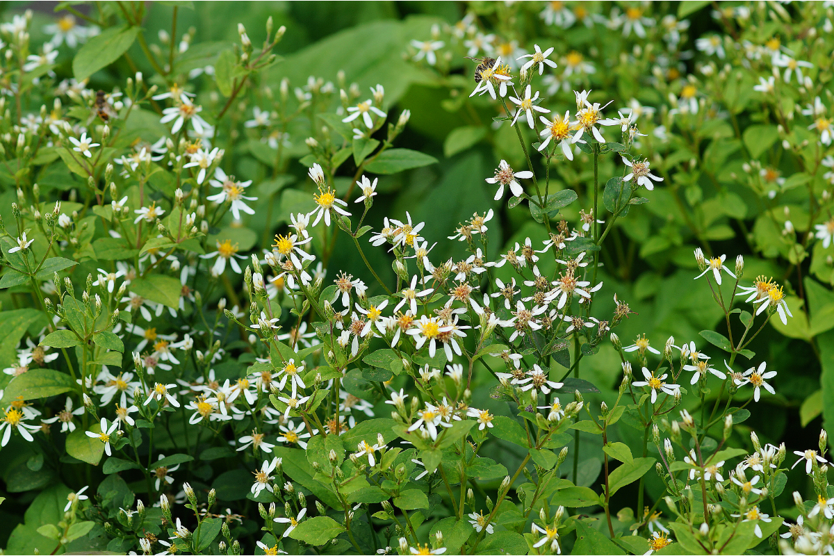 Aster divaricatus - Herbstaster