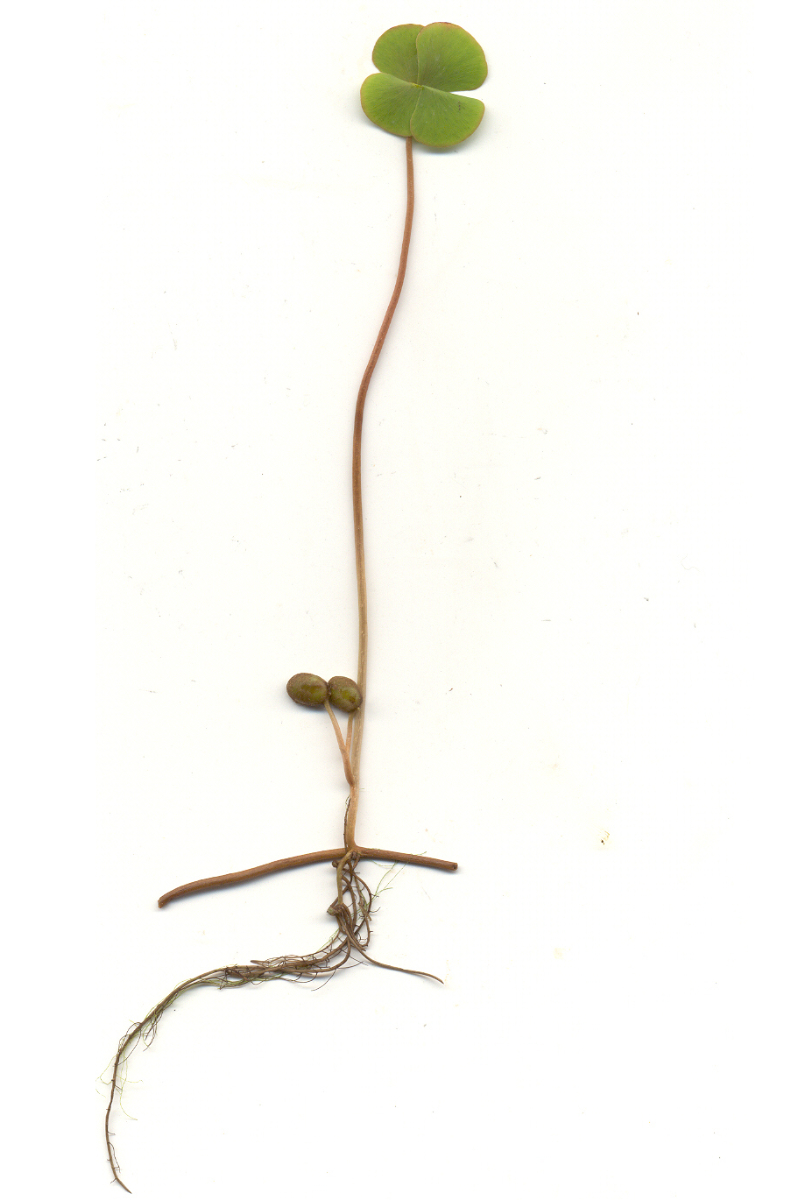 Marsilea quadrifolia (Wildfund Polen) veg - Kleefarn