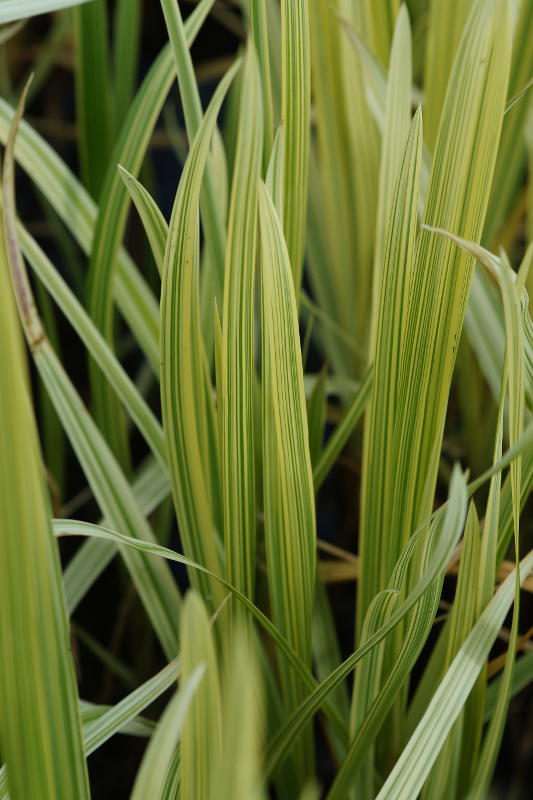 Glyceria maxima 'Variegata'