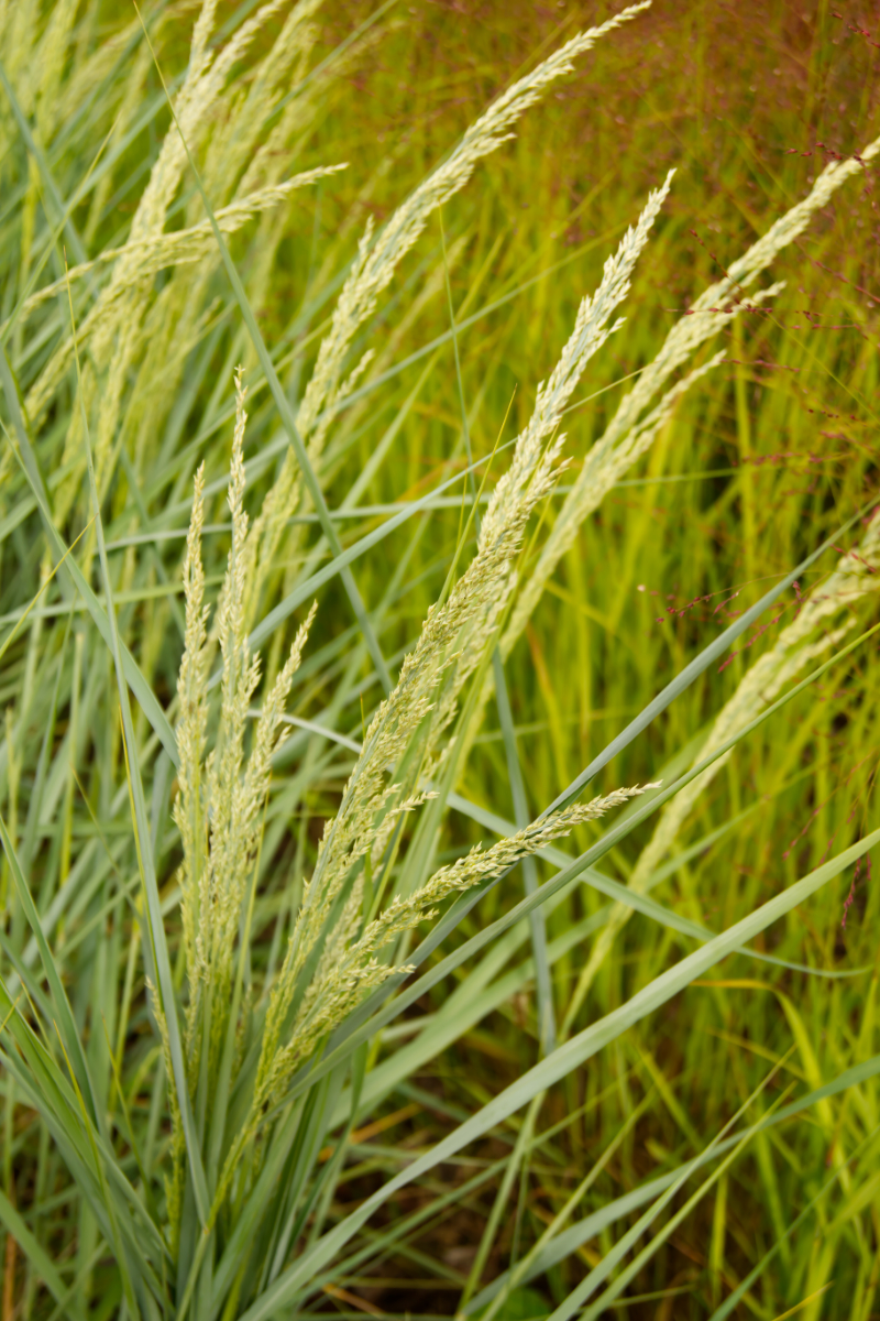 Ammophila breviligulata hort.