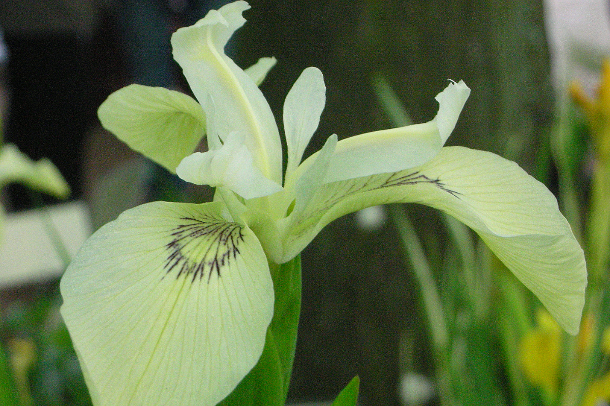 Iris pseudacorus 'Junges White Selection'
