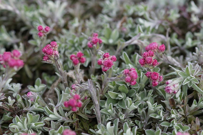 Antennaria dioica 'Rotes Wunder' - Katzenpfötchen