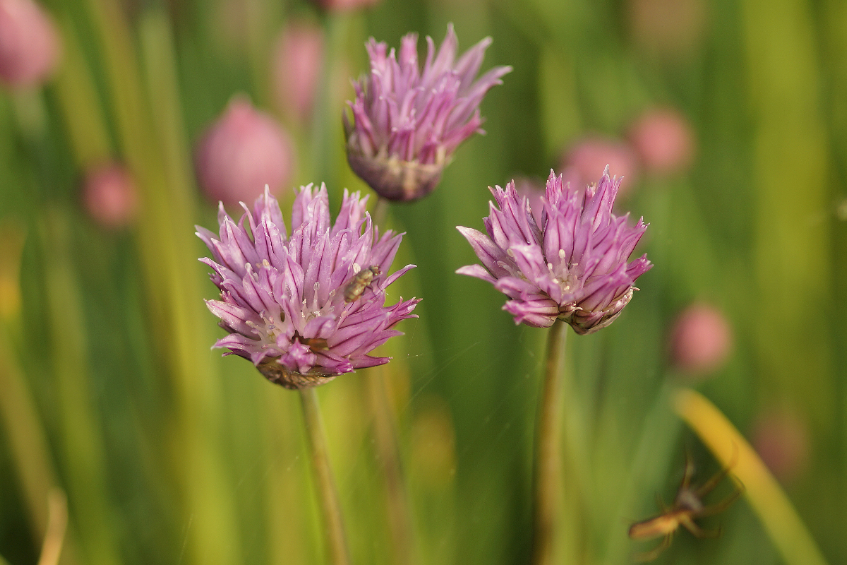 Allium schoenoprasum