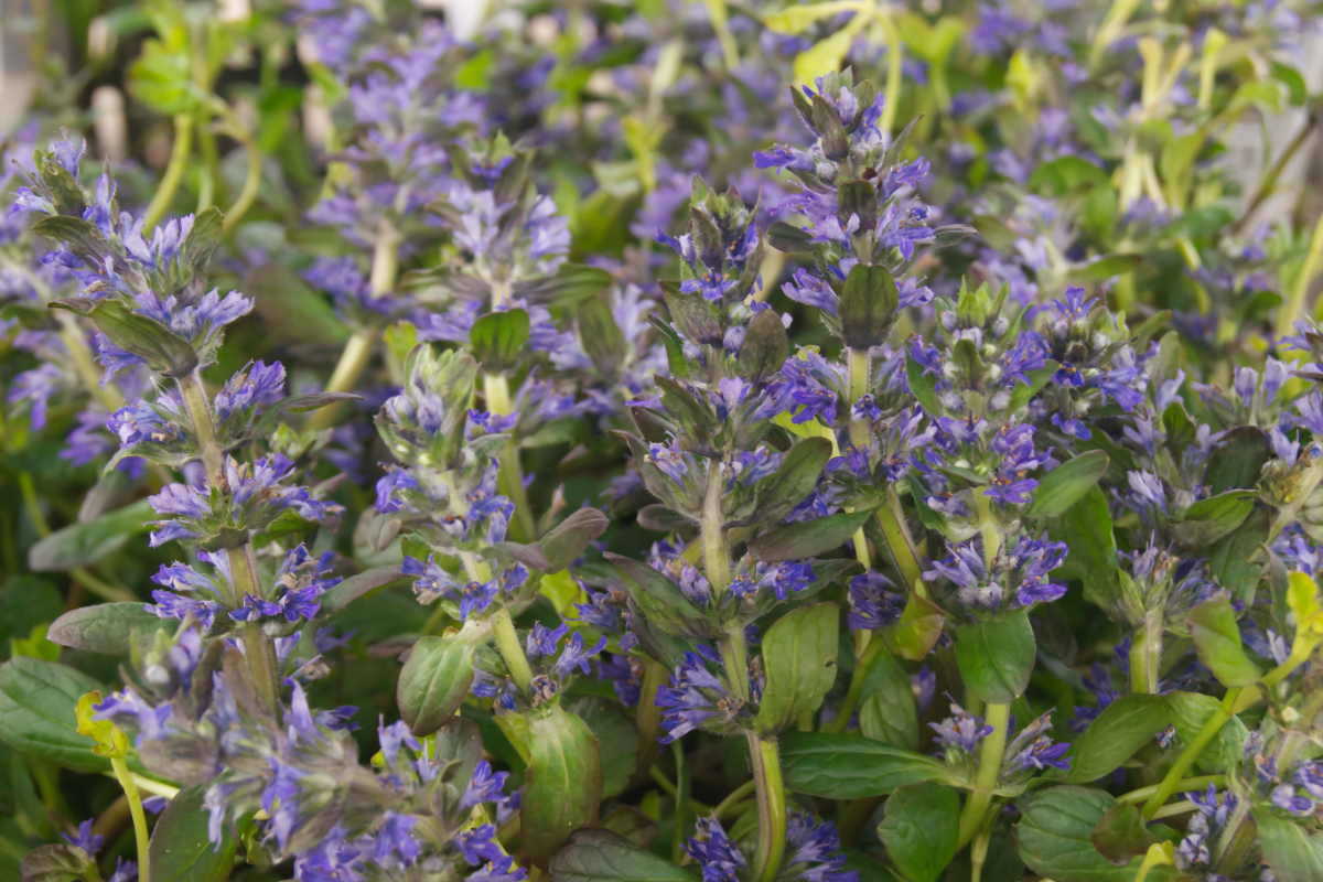 Ajuga reptans 'Catlins Giant'