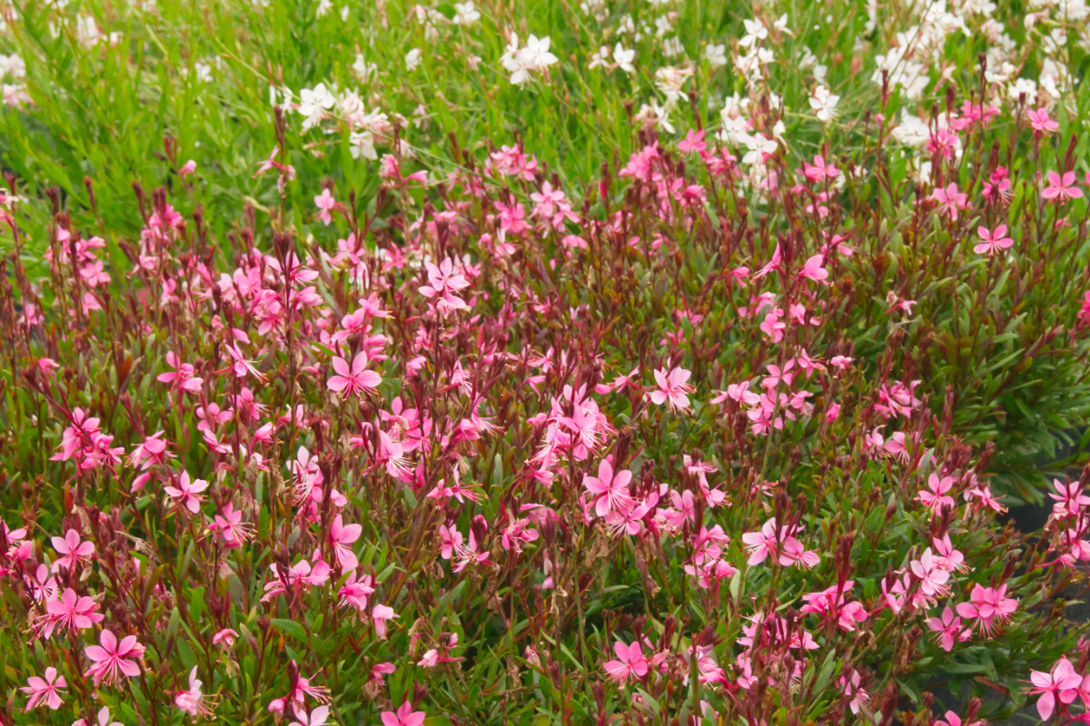 Gaura lindheimeri 'Siskiyou Pink'