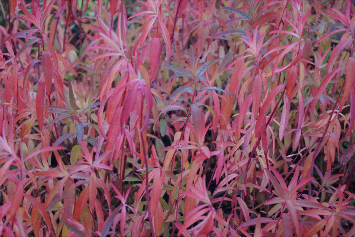Euphorbia palustris